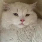 قط للتبني متخلى عنه او ضايع من احد