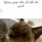 قط ذكر للتبني