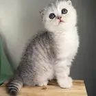 كيتن سكوتش فولد شورت هير قطط صغيرة شهرين جدة انثى ذكر برتش