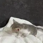 قطط للتبني