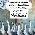 ورز عراقي