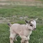 ماعز قزم ذكر (تم البيع )