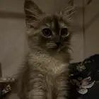 قطه للبيت