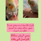 مفقود كروان حي الريان