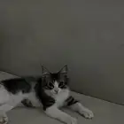 قطوه للبيع