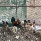 دجاج عربي ترثه