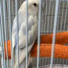 طير روز قابل للبدل