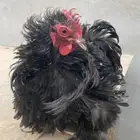 ديك كوشن فرزل