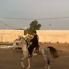 حصان شعبي
