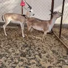 ظبي ريمي ذكر( وانث بنت وعل