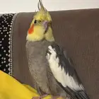 كروان كوكتيل