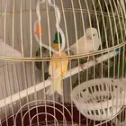 جوزين كناري