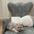 قطه للبيع سكوتش فولد العمر 7 شهور اليف جدا