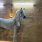 حصان واهو والبيع شعبي