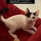 قطة للتبني