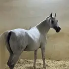 فرس واهو كوالتي عالي