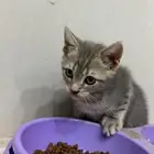 كيتن للبيع
