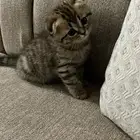 مطلوب قطة كيتن تبني هملايا او شيرازي بدون اغراضها