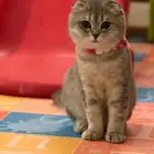 بيع قط سكوتش فولد