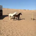 للبيع مهره شعبيه عمرها 8 شهور