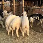 طليان حريات طيبات اعمارها 5 شهور التواصل