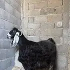 عنز عارضية صنف جبررره مقنوي للي يدور جرم طيب