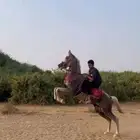حصان عربي