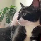 قطه تبني