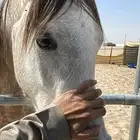 حصان طيب للبيع