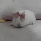 ارانب نذرلاند قزم للبيع