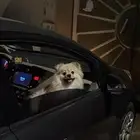 كلاب برومينيان