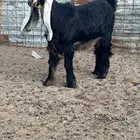 جفرات عوارض عطر كفو