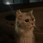 بسه للبيع