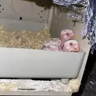 فرخين روز البينو عيون حمراء