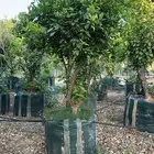 اشجار حمضيات كبيرة ليمون ترنج برتقال يوسفندي حمضيات للبيع