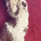 قطط