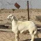 مشروع فحل صنف