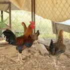 تم البيع