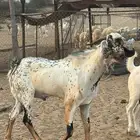 فحل جدع عمره 8 شهور