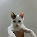 قطه (بسه للتبني)