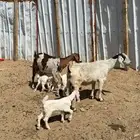 2  معزا تحتها 4