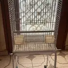 شبك طيور