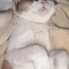 قطو سكوتش مهجن