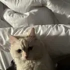 قط ذكر هجين شيرازي وهملايا