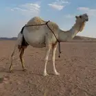 خلفه وضحاء