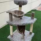 هندول قطط