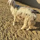 خروف طيب للبيع