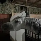 حصان شعبي للبيع