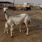 رخل رفيدي خلفه تم ال بيع