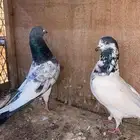 حمام باكستاني